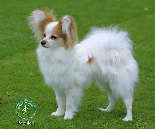 Papillon 8K046D-16.JPG